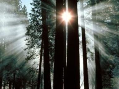 redwoodsunburst.jpg